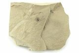 Detailed Fossil Beech Fruit - Green River Formation, Utah #360255-1